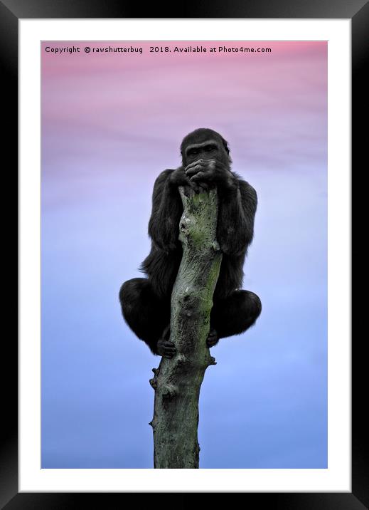 Lope The Gorilla At Sunset Framed Mounted Print by rawshutterbug 