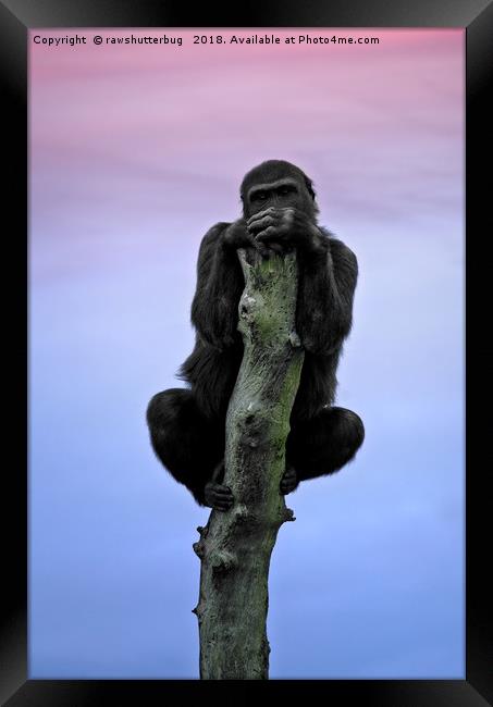 Lope The Gorilla At Sunset Framed Print by rawshutterbug 
