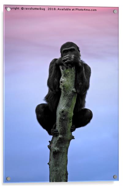 Lope The Gorilla At Sunset Acrylic by rawshutterbug 