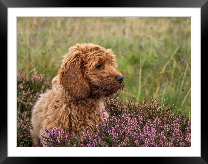 A young red Cockapoo puppy Framed Mounted Print by George Robertson