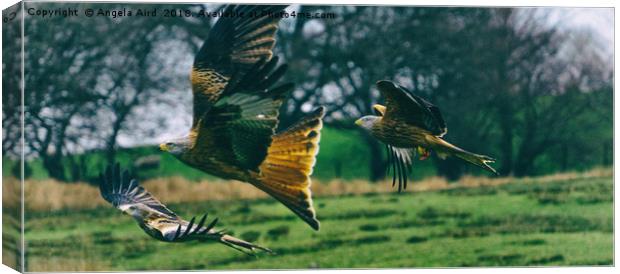 Red Kites. Canvas Print by Angela Aird