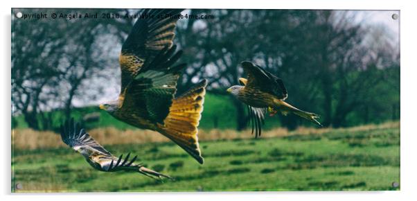 Red Kites. Acrylic by Angela Aird