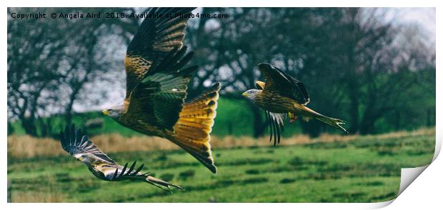 Red Kites. Print by Angela Aird