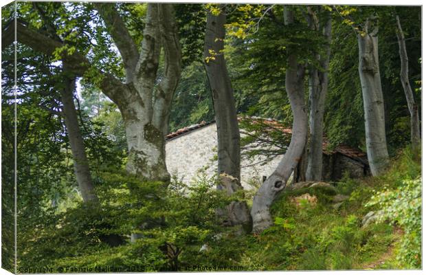 The House Through The Beech Tree Woods Canvas Print by Fabrizio Malisan