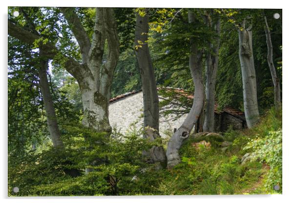 The House Through The Beech Tree Woods Acrylic by Fabrizio Malisan