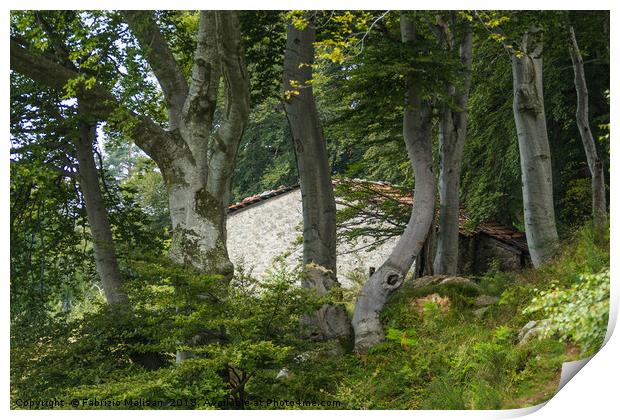 The House Through The Beech Tree Woods Print by Fabrizio Malisan