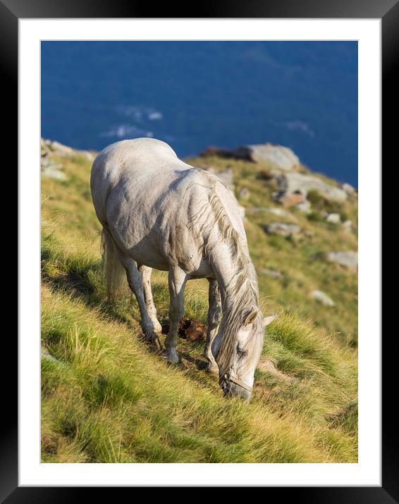 Grazing at sunset Framed Mounted Print by Paolo Seimandi