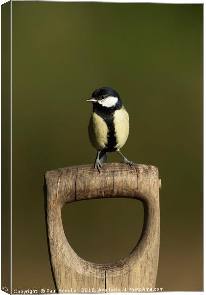 Great Tit on Spade Handle Canvas Print by Paul Scoullar