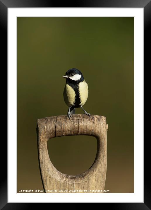 Great Tit on Spade Handle Framed Mounted Print by Paul Scoullar