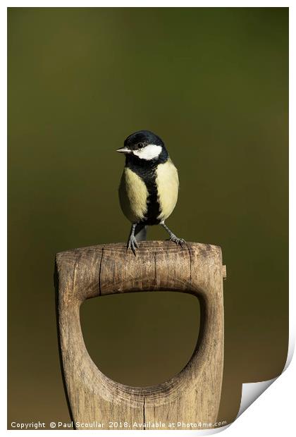 Great Tit on Spade Handle Print by Paul Scoullar