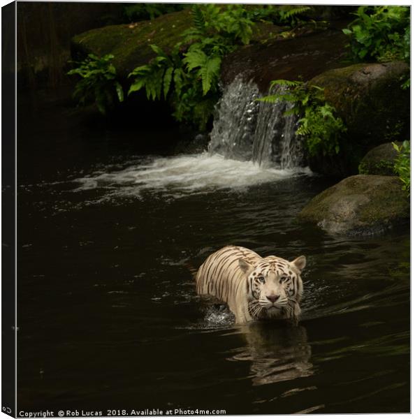"Graceful White Tiger Cooling off in Tropical Oasi Canvas Print by Rob Lucas