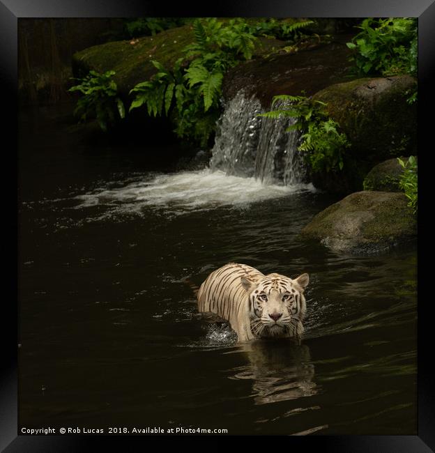 "Graceful White Tiger Cooling off in Tropical Oasi Framed Print by Rob Lucas