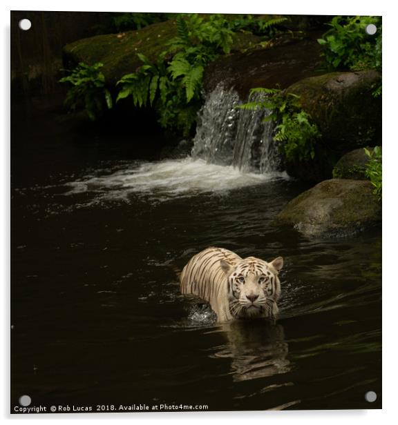 "Graceful White Tiger Cooling off in Tropical Oasi Acrylic by Rob Lucas