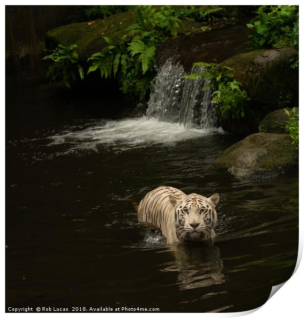 "Graceful White Tiger Cooling off in Tropical Oasi Print by Rob Lucas