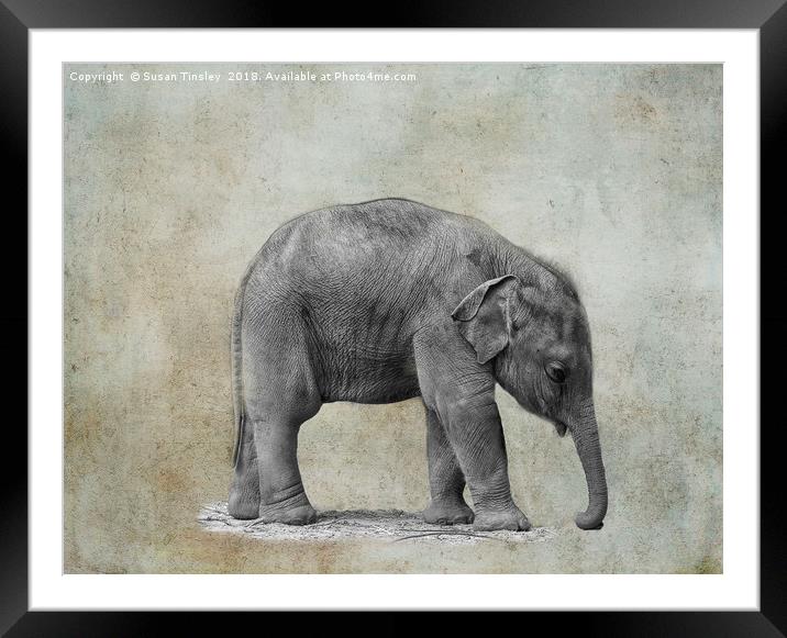 Baby elephant Framed Mounted Print by Susan Tinsley