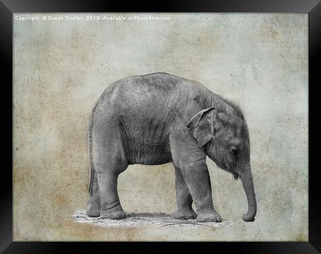 Baby elephant Framed Print by Susan Tinsley