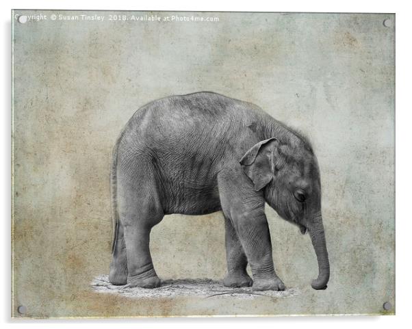 Baby elephant Acrylic by Susan Tinsley