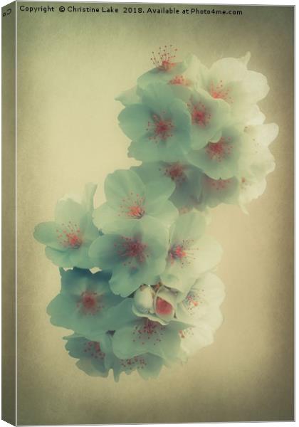 Shades Of Blossom Canvas Print by Christine Lake