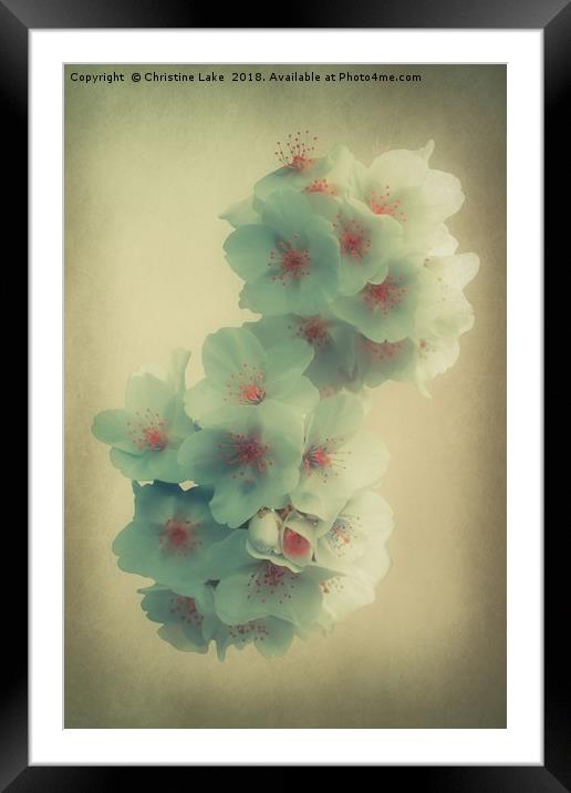 Shades Of Blossom Framed Mounted Print by Christine Lake