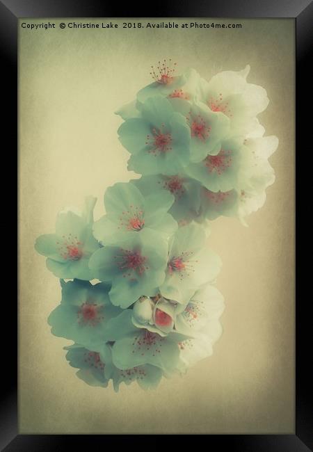 Shades Of Blossom Framed Print by Christine Lake