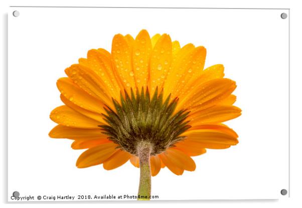 Orange Gerbera Flower alternative view Acrylic by Craig Hartley