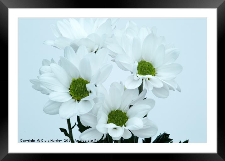 White Chrysanthemums Framed Mounted Print by Craig Hartley