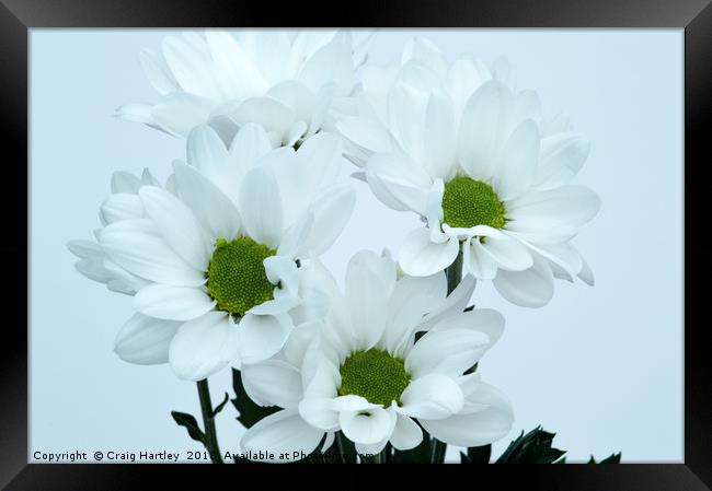 White Chrysanthemums Framed Print by Craig Hartley