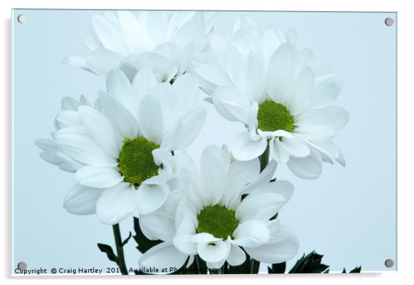 White Chrysanthemums Acrylic by Craig Hartley