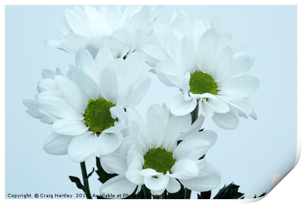 White Chrysanthemums Print by Craig Hartley