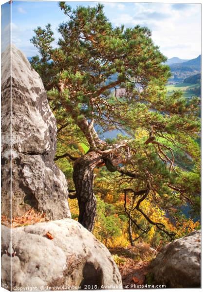 Pine Tree. Saxon Switzerland Canvas Print by Jenny Rainbow