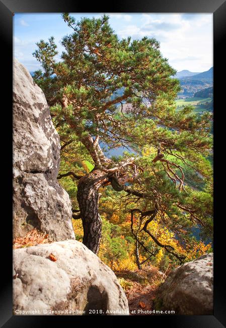 Pine Tree. Saxon Switzerland Framed Print by Jenny Rainbow