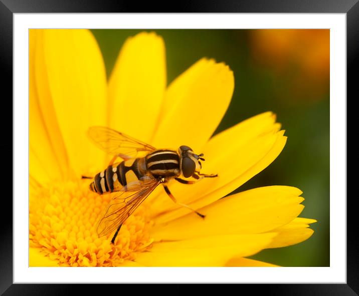 Single Hoverfly Framed Mounted Print by Jonathan Thirkell