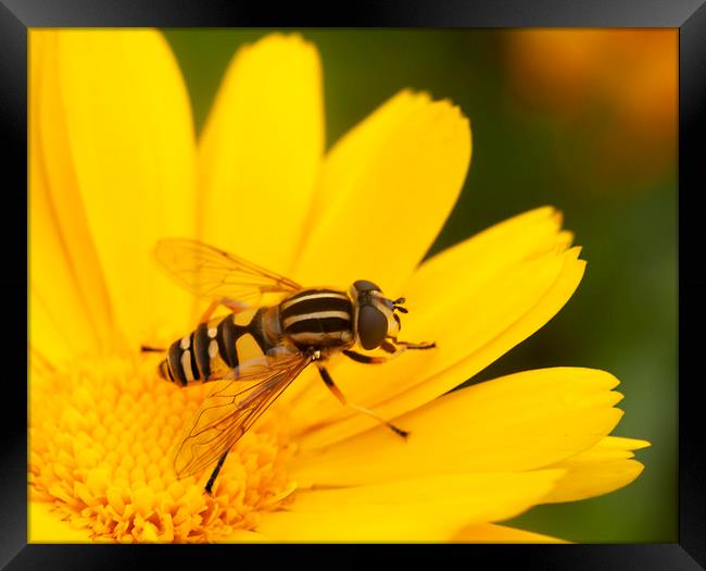 Single Hoverfly Framed Print by Jonathan Thirkell