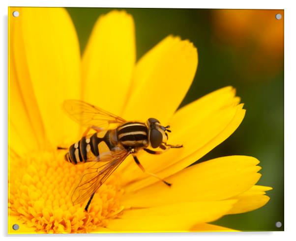 Single Hoverfly Acrylic by Jonathan Thirkell