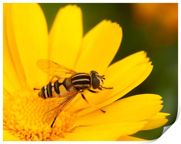 Single Hoverfly Print by Jonathan Thirkell
