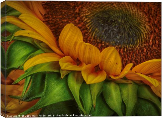 Sunflower Canvas Print by Judy Hall-Folde