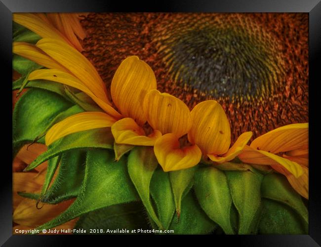 Sunflower Framed Print by Judy Hall-Folde