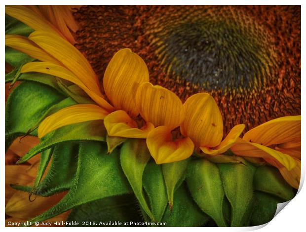 Sunflower Print by Judy Hall-Folde
