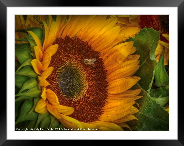 Bee-ing Happy Framed Mounted Print by Judy Hall-Folde