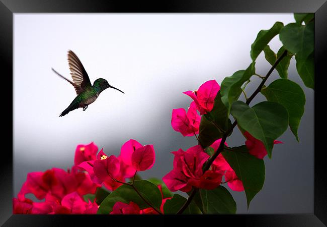 Hummingbird Framed Print by Ashley Allen