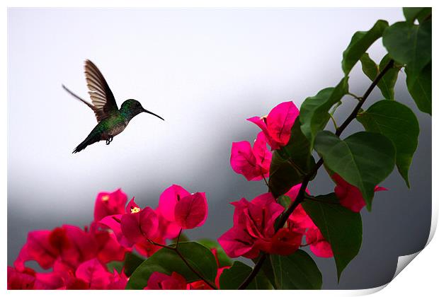 Hummingbird Print by Ashley Allen