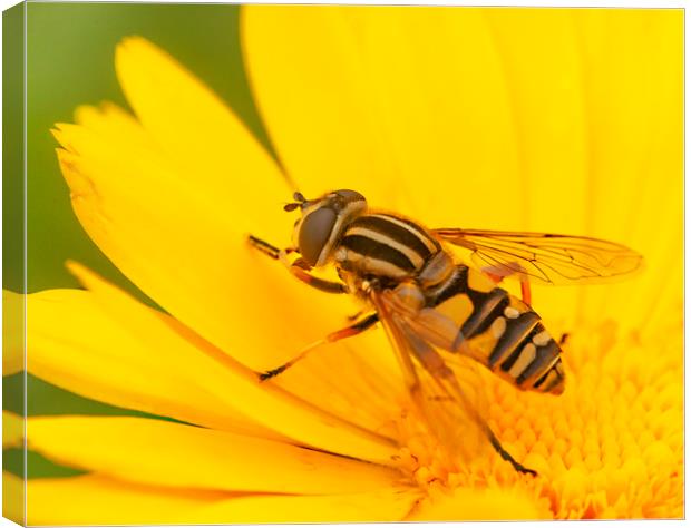 The Hoverfly Canvas Print by Jonathan Thirkell