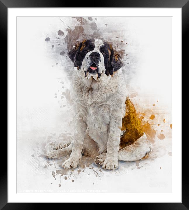 St Bernard Framed Mounted Print by Ian Mitchell