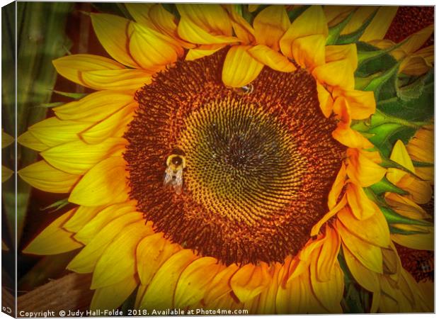 Two Bees in a Bud Canvas Print by Judy Hall-Folde