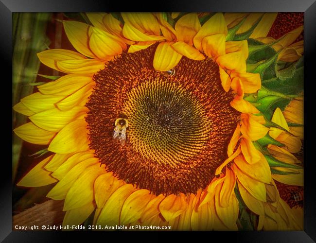 Two Bees in a Bud Framed Print by Judy Hall-Folde