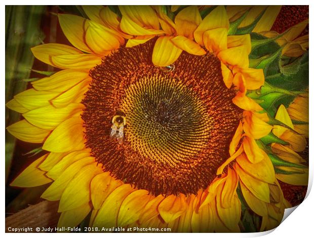 Two Bees in a Bud Print by Judy Hall-Folde