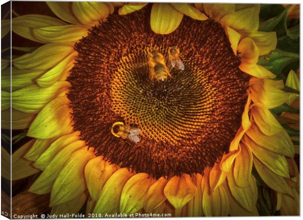 Sharing the Sunflower Canvas Print by Judy Hall-Folde