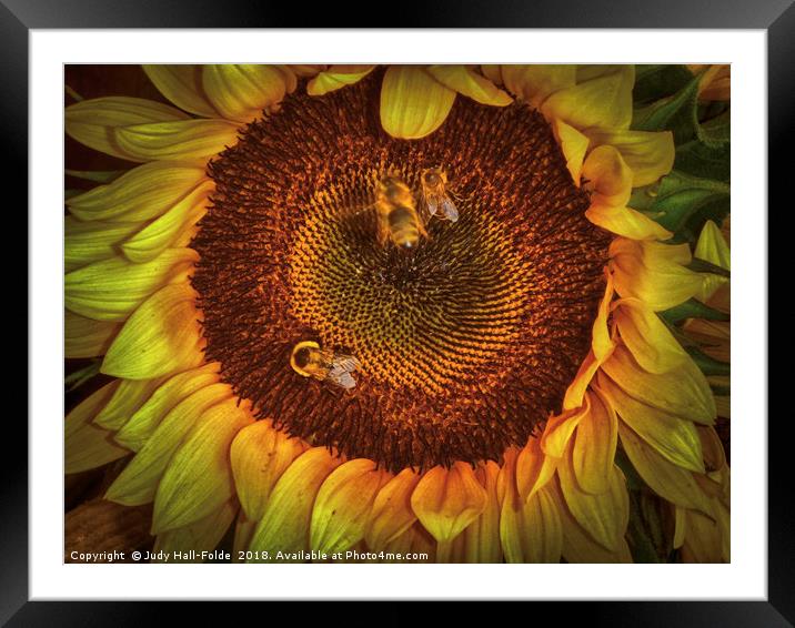 Sharing the Sunflower Framed Mounted Print by Judy Hall-Folde
