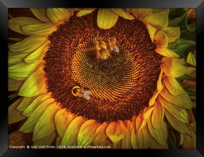 Sharing the Sunflower Framed Print by Judy Hall-Folde