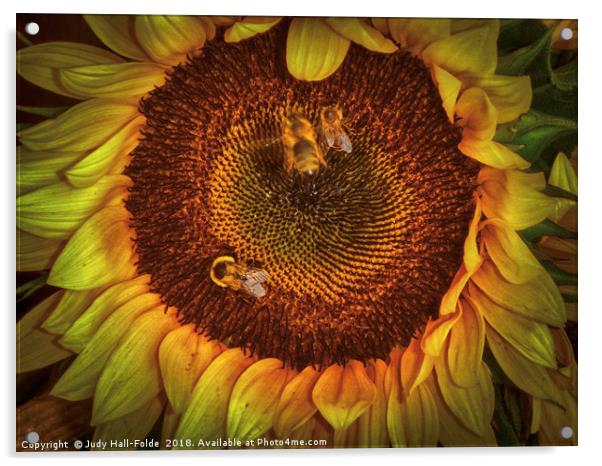 Sharing the Sunflower Acrylic by Judy Hall-Folde